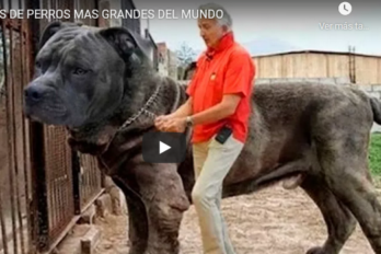 Los 10 Perros Más Grandes del Mundo