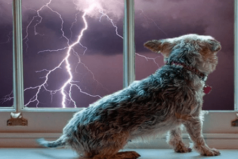 Cómo calmar a un perro con miedo a las tormentas.