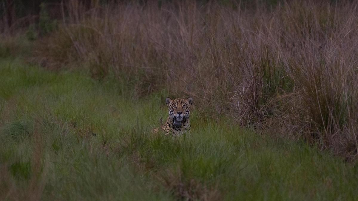 Foto Gentileza Fundacin Rewilding Argentina