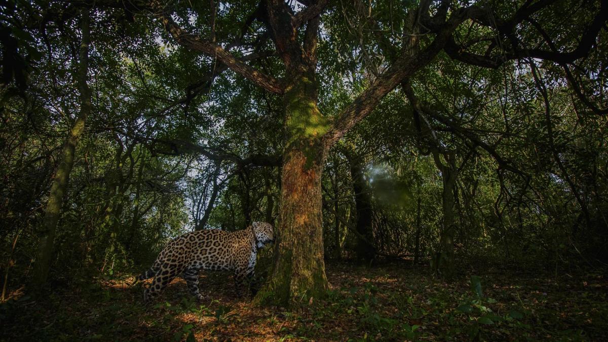 Coli en el hbitat en el que se merece vivir Foto Gentileza Fundacin Rewilding Argentina