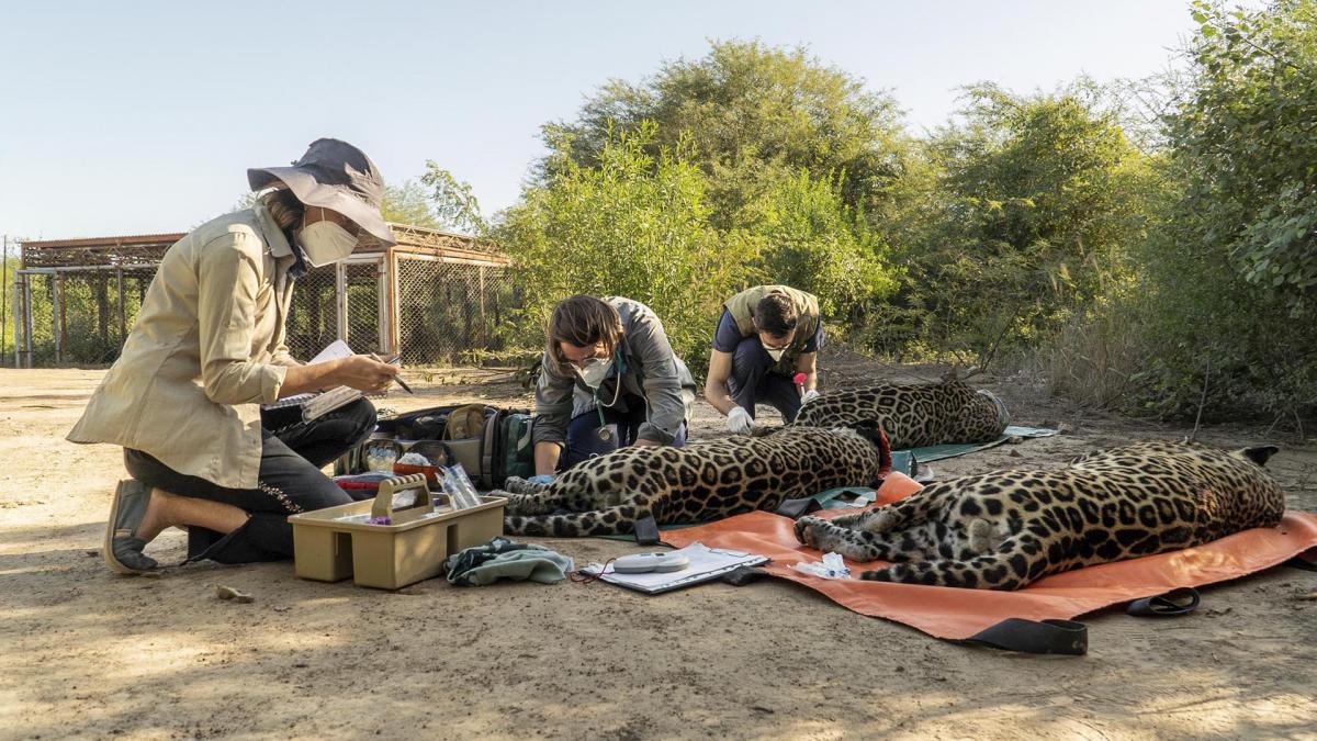 Su llegada permitir agrandar la poblacin incipiente de la regin y aportar variabilidad gentica para fortalecerla Foto Gentileza Fundacin Rewilding Argentina