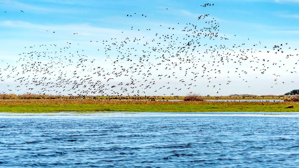 Iber se posiciona como el lugar garantizado de avistaje de fauna silvestre ms espectacular de Argentina Foto Prensa