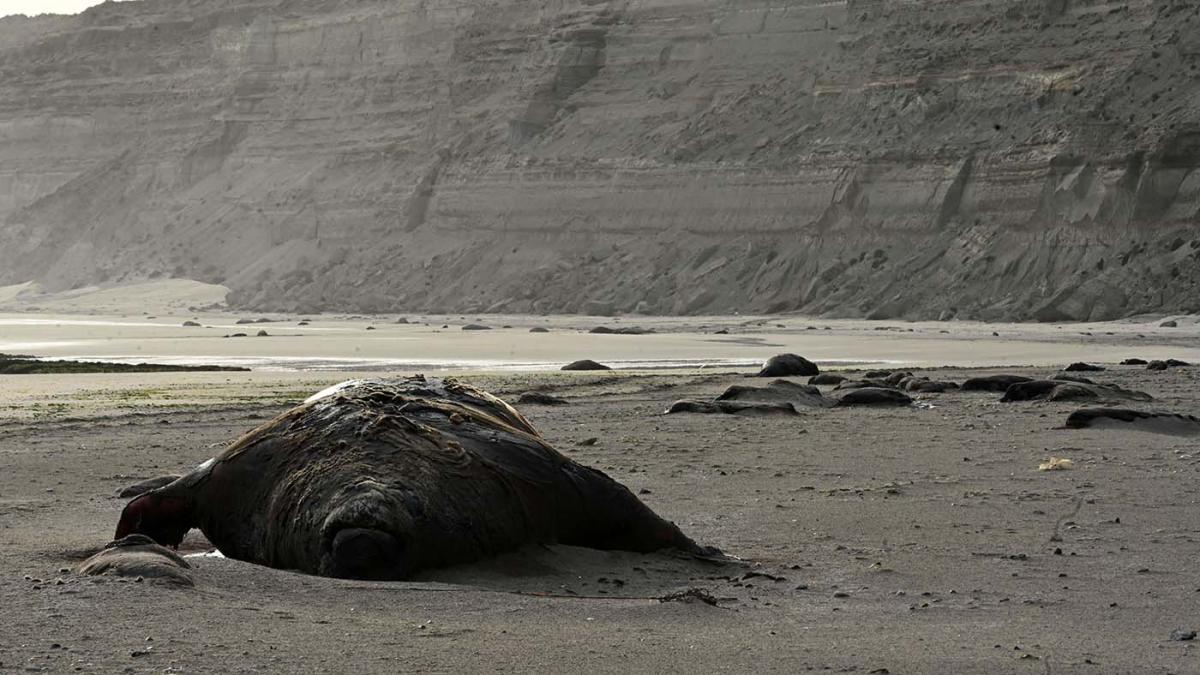 El aumento de muertes se da en pocas de reproduccin Foto Maxi Jonas