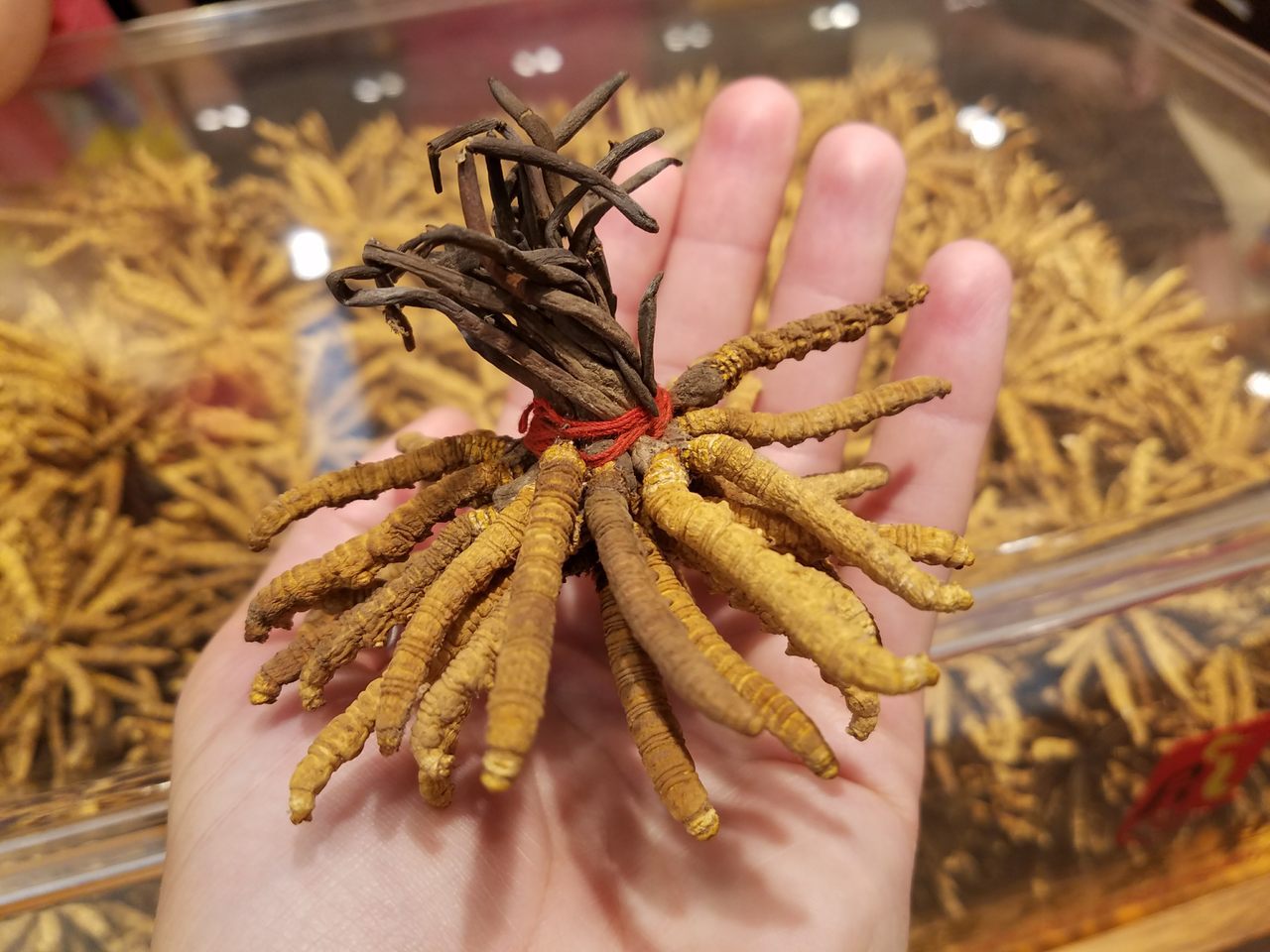 Cordyceps, también conocidos como hongos zombis, a la venta en una tienda de medicina china. 