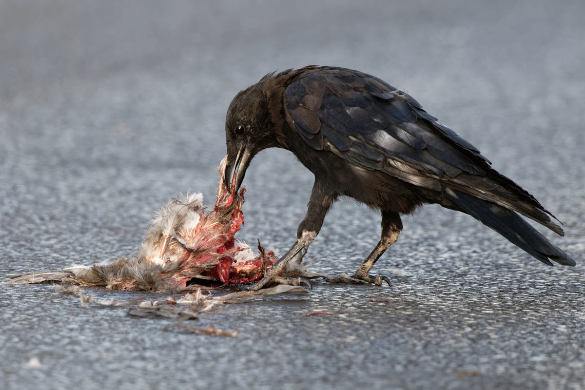 Un cuervo carroñero dándose un festín con animales atropellados;  Un proceso similar de reciclaje de nutrientes ocurre a nivel microbiano cuando un organismo muere.