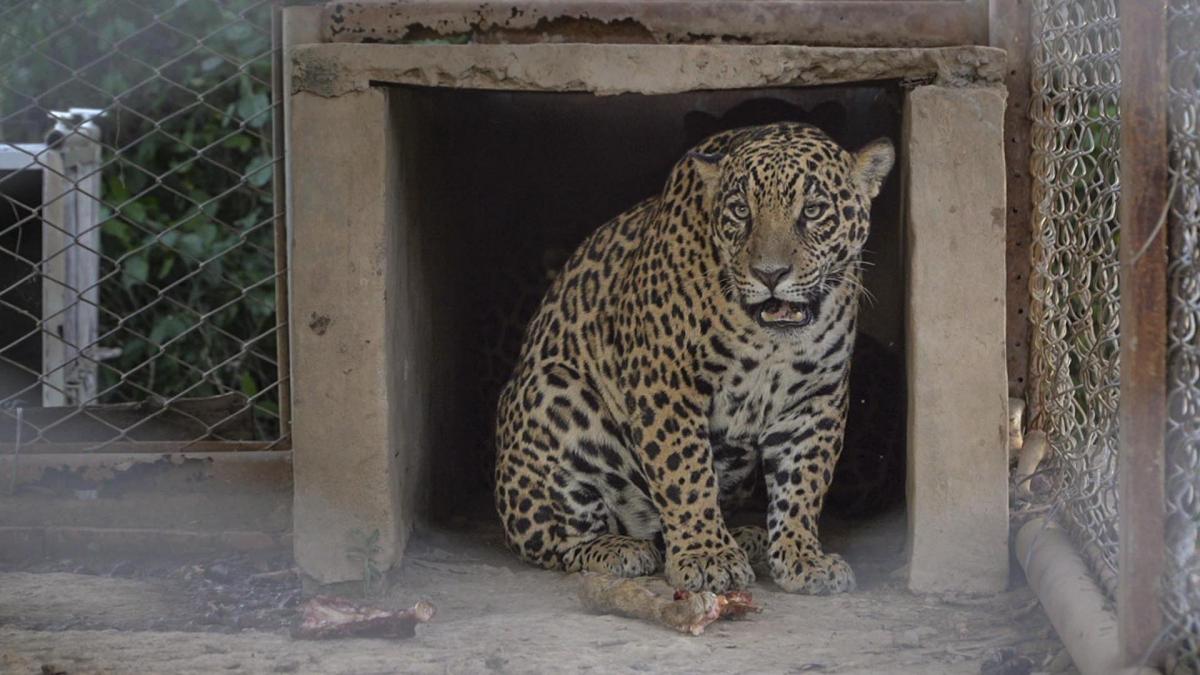 El ejemplar proviene del Paraguay rescatado y donado al proyecto de reintroduccin en Iber Foto Gentileza Fundacin Rewilding Argentina