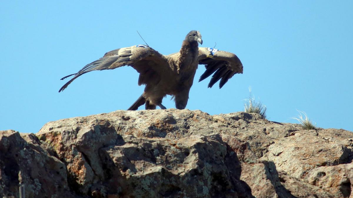 Condor Andino Vulturgryphus Foto gentileza Silvia Peralta