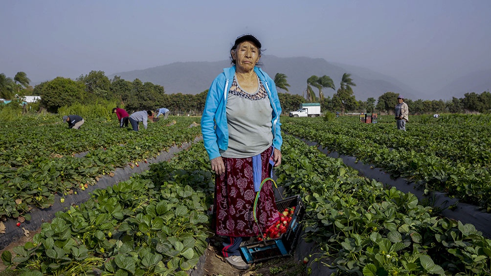 En 2020 se puso en marcha el Programa Mujeres Produciendo Alimentos con el que se busca fortalecer y fomentar el crecimiento de las unidades productivas de mujeres y diversidades