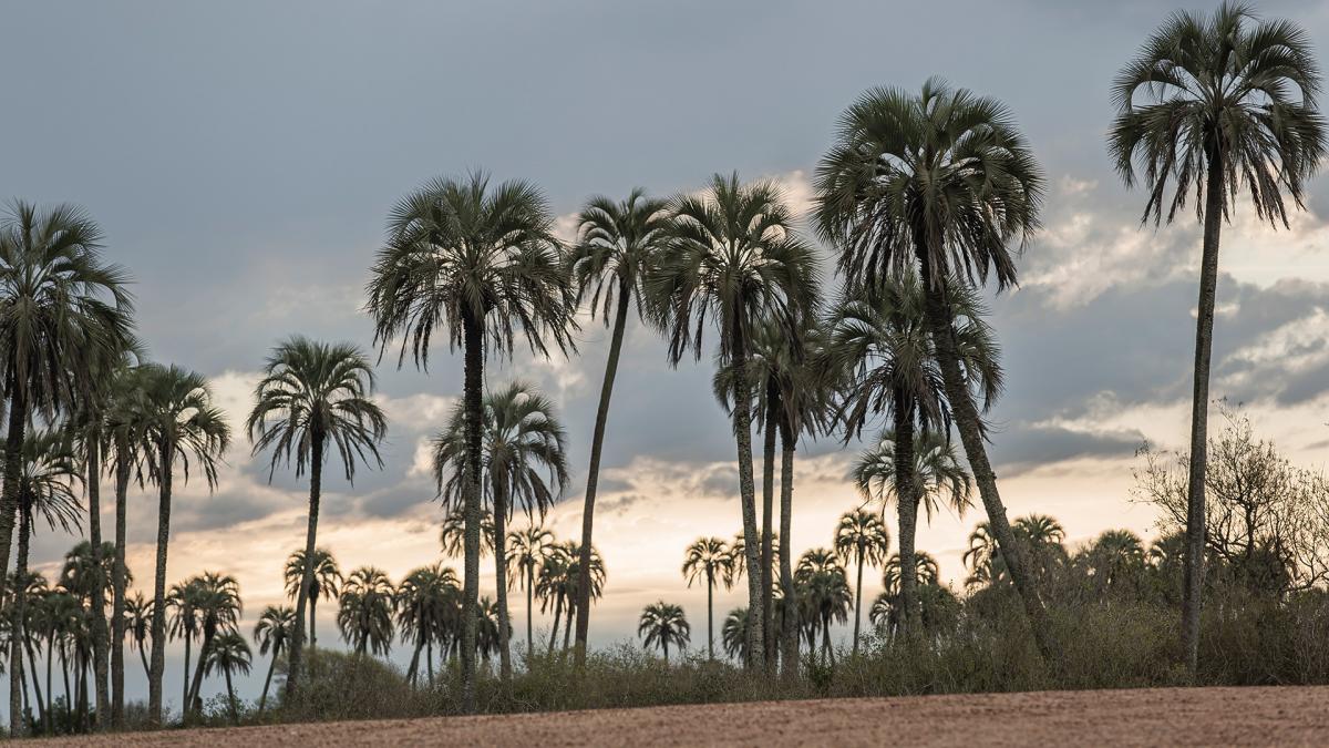 Parque Nacional El Palmar Foto Prensa