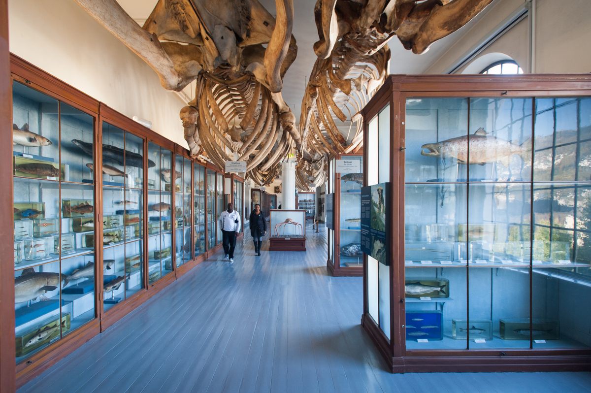 El Museo Universitario de Bergen está lleno de maravillas muertas del mar.