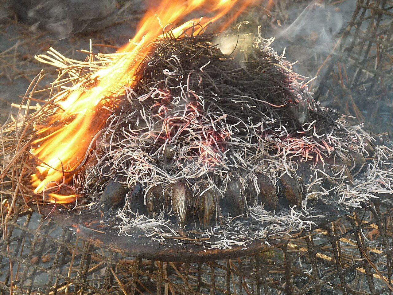 Éclade de moules, o mejillones cocinados bajo agujas de pino, es una característica del moderno banquete Order of Good Cheer de Powers.