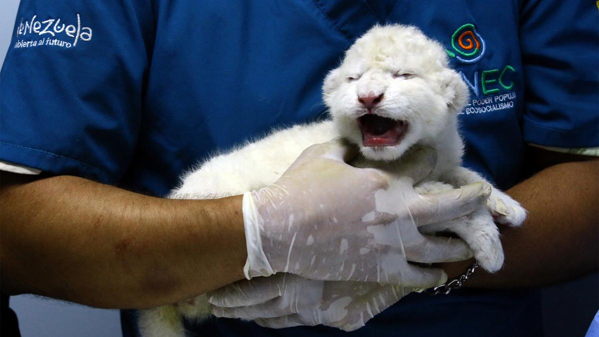 Se tata de una subespecie del len africano que se diferencia por el pelaje blanquecino Foto AFP