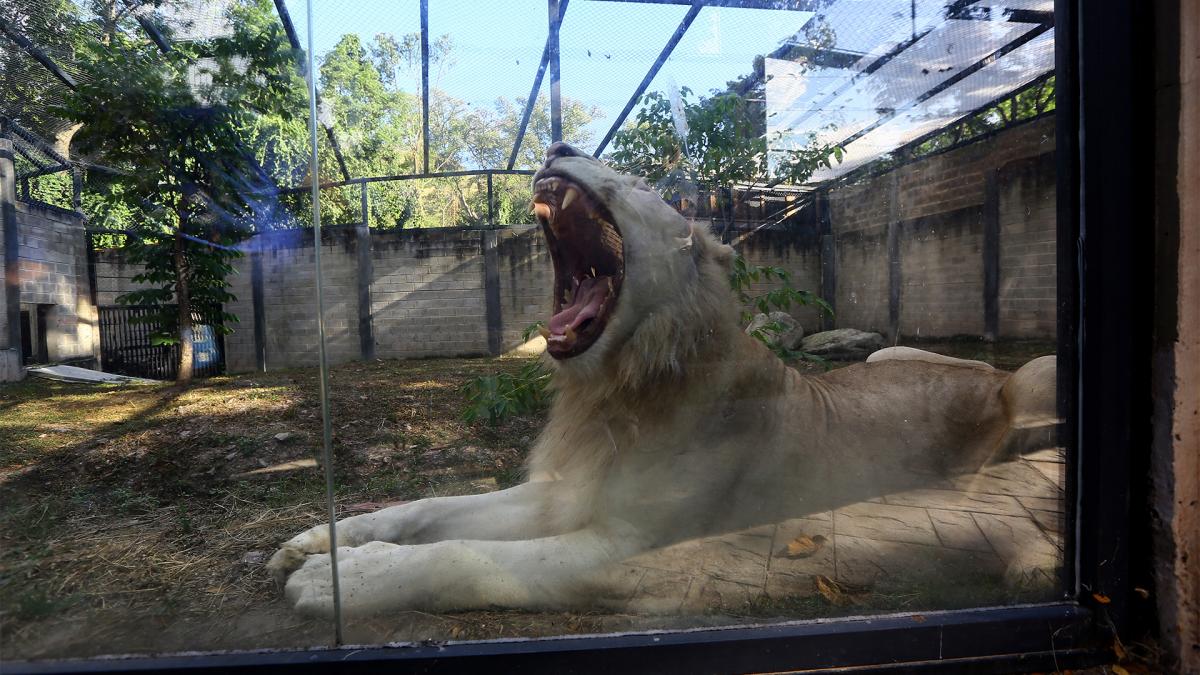 La madre de los cachorros Camatagua fue trada a Venezuela junto a su pareja Sebastin Foto AFP