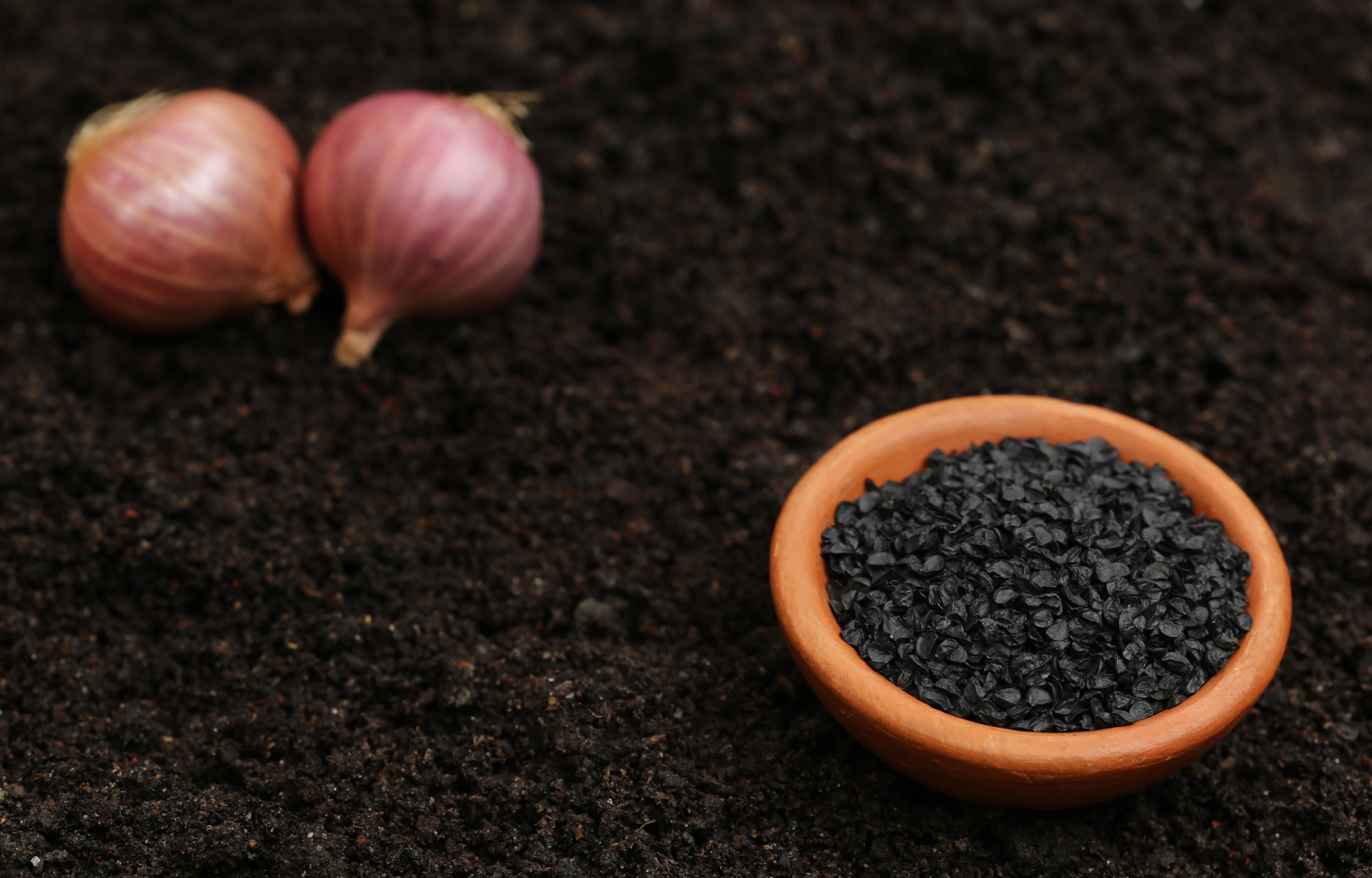 Las semillas de cebolla son pequeñas, negras y triangulares;  parecen pequeños fragmentos de carbón.