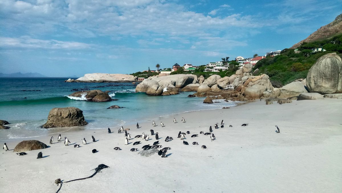 Los pingüinos africanos viven a lo largo de las islas y afloramientos costeros del continente.  Esta colonia de más de 3.000 aves reside en Boulders Beach, cerca de Ciudad del Cabo, Sudáfrica.