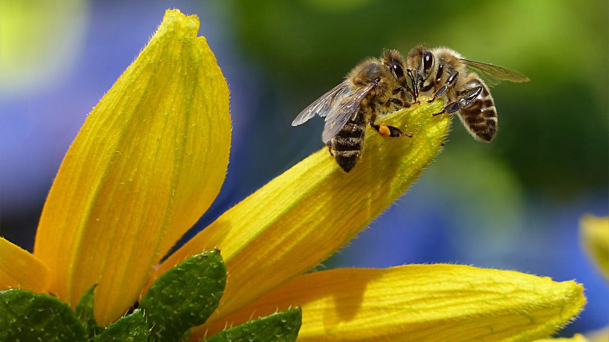 Las abejas son un actor principal y vital para un tercio de la produccin agrcola mundial Foto Prensa