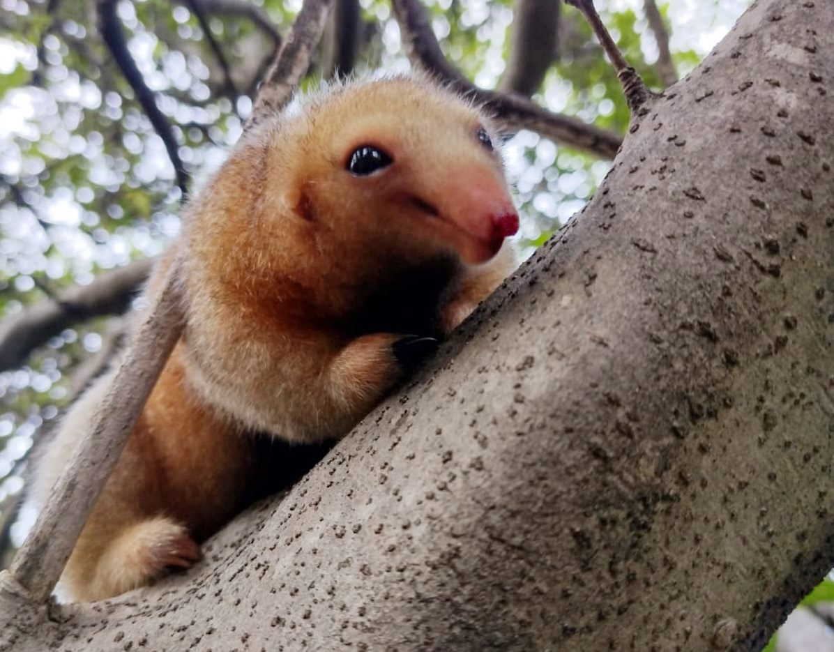 Los científicos no saben cuántos osos hormigueros sedosos viven en el delta del Parnaíba en Brasil.  Los manglares densamente vegetados hacen difícil contar a los esquivos animales.