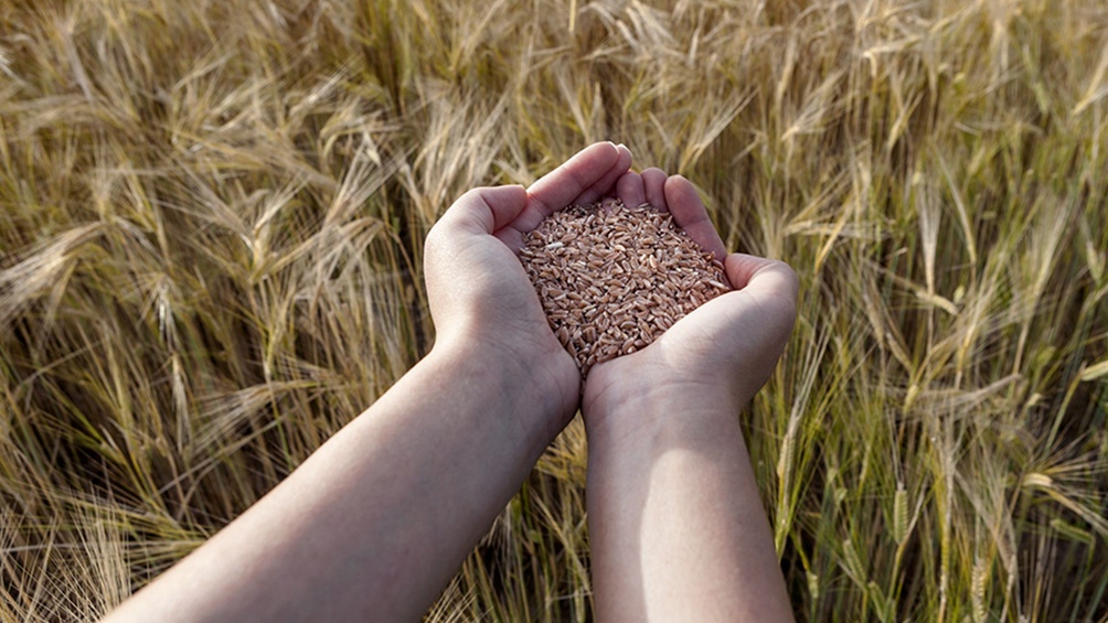 Sumaron las semillas de camo al cdigo alimentario Foto Archivo