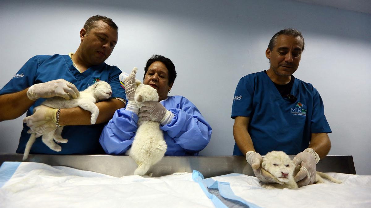 Los tres leones blancos nacieron en el zoolgico Las Delicias Foto AFP