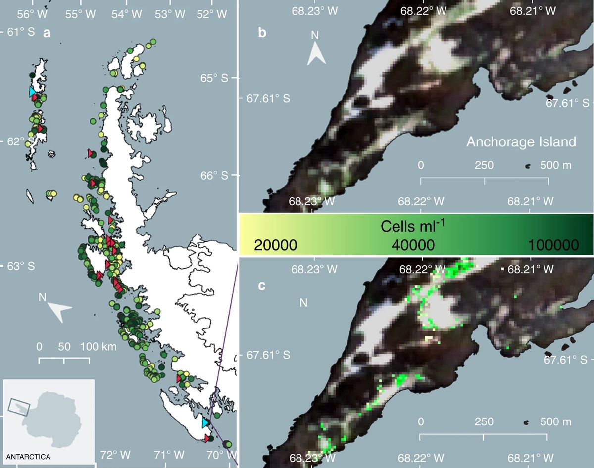 Los científicos utilizan datos de satélites para mapear dónde se produce la colorida nieve. 