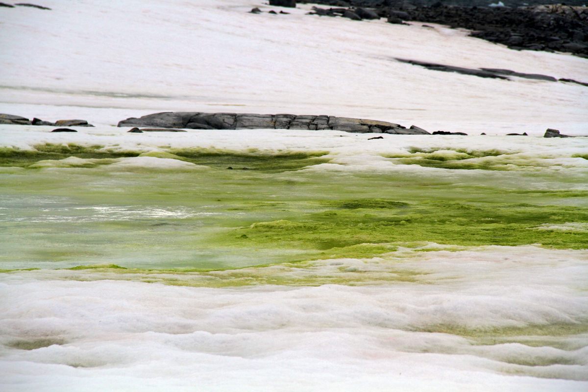 La nieve verde se puede ver incluso desde el espacio.