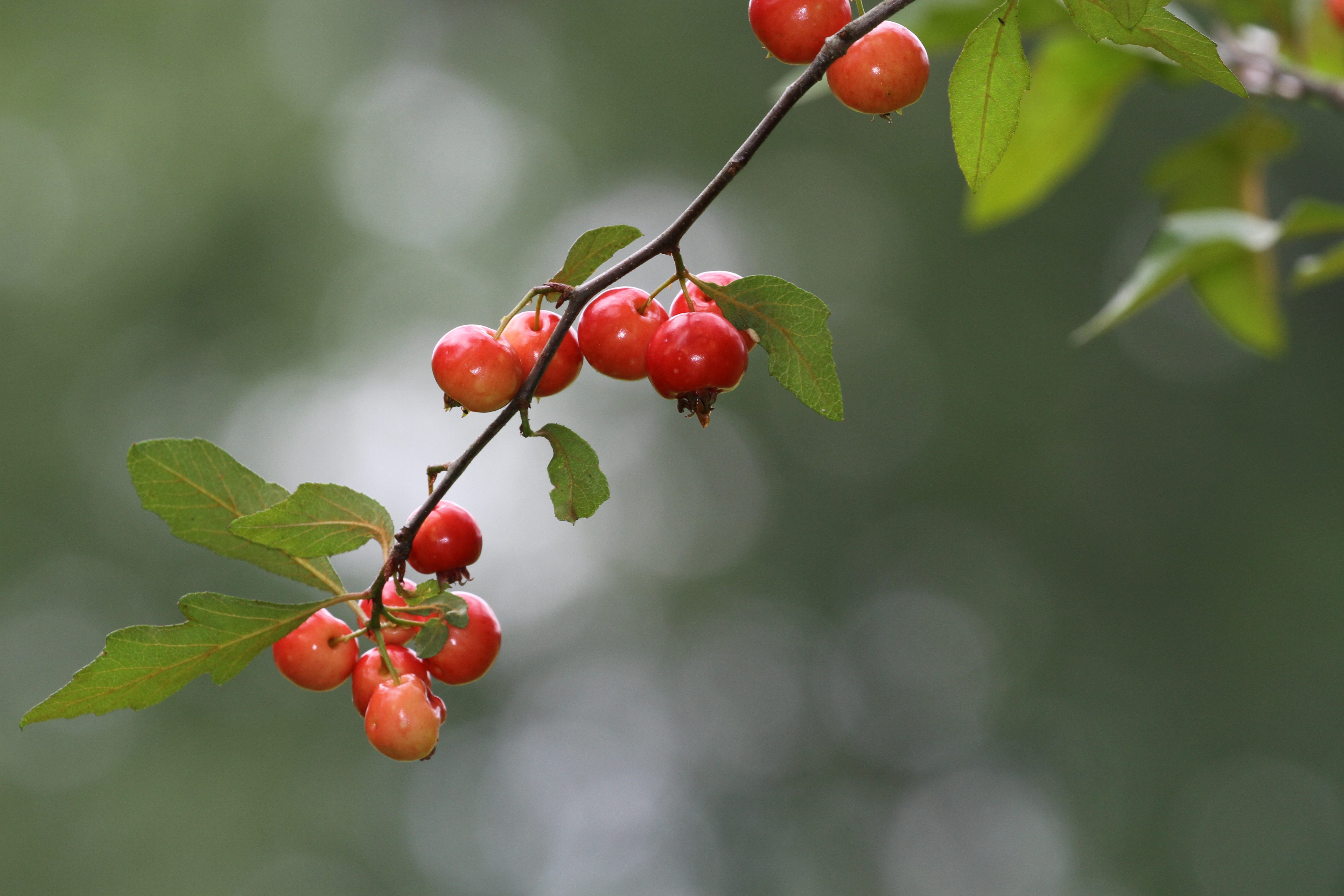 Las bayas de Mayhaw se parecen a los arándanos o a las pequeñas manzanas silvestres.