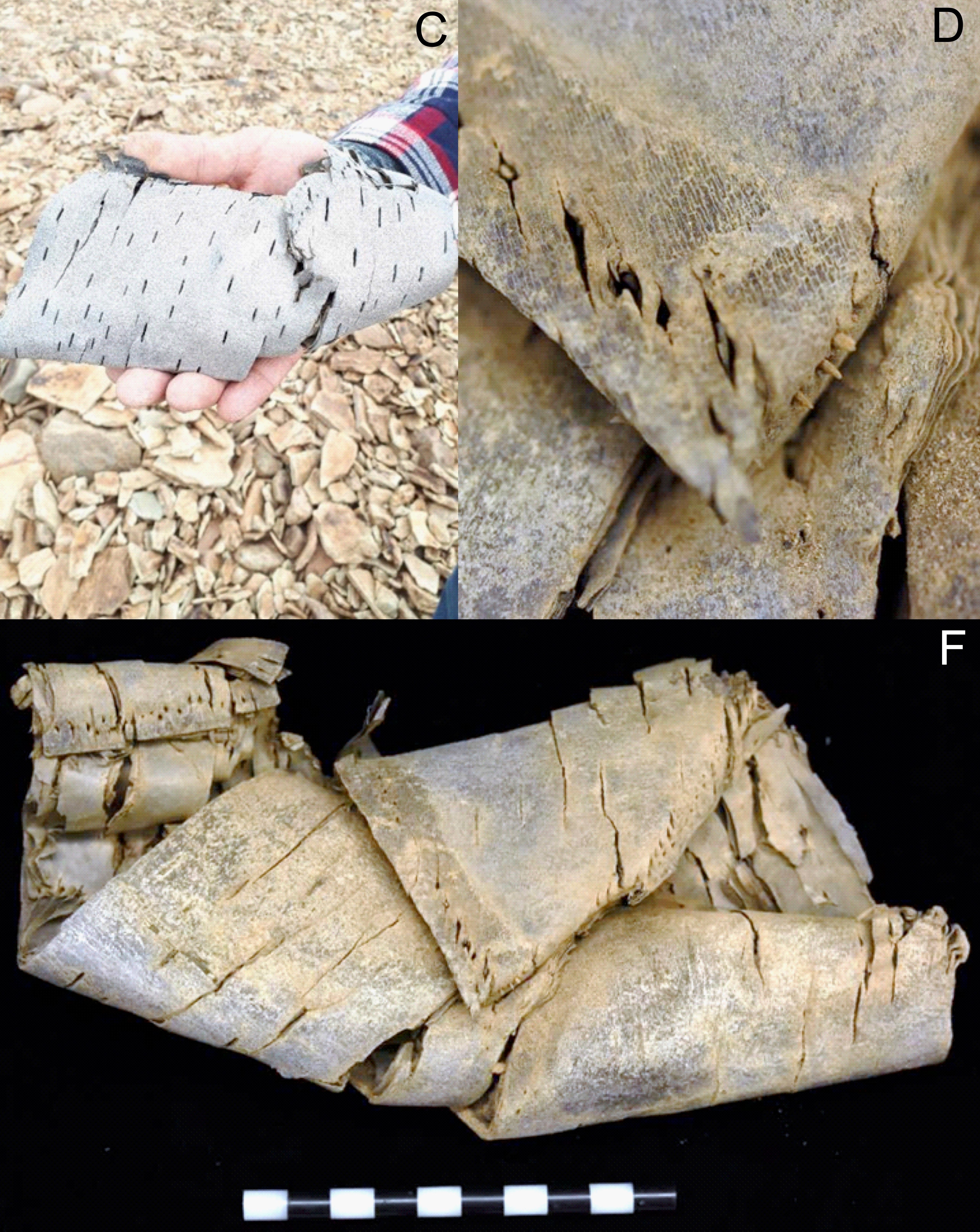 Las puntadas todavía son evidentes en un recipiente de corteza de abedul de hace unos 2.000 años.