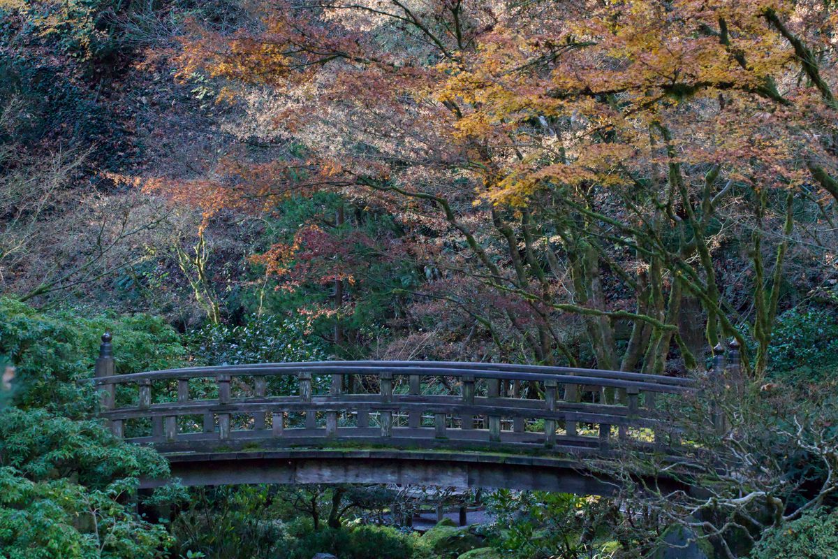 El otoño se convierte en invierno en los jardines japoneses de Portland.