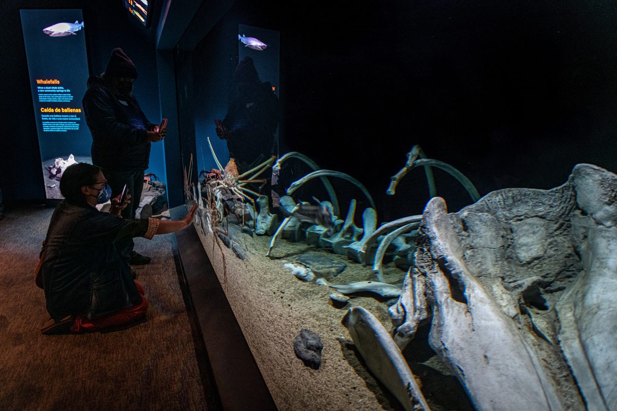 Los visitantes conocerán de cerca los cangrejos araña japoneses (Macrocheira kaempferi) en el hábitat de la caída de ballenas dentro de la exhibición Into the Deep/En lo Profundo. 