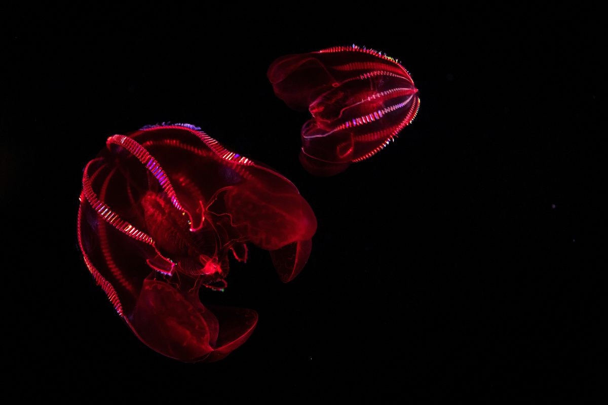 Las medusas de panza sangrienta (Lampocteis cruentiventer) flotan por su recinto como parte de Into the Deep/En lo Profundo.