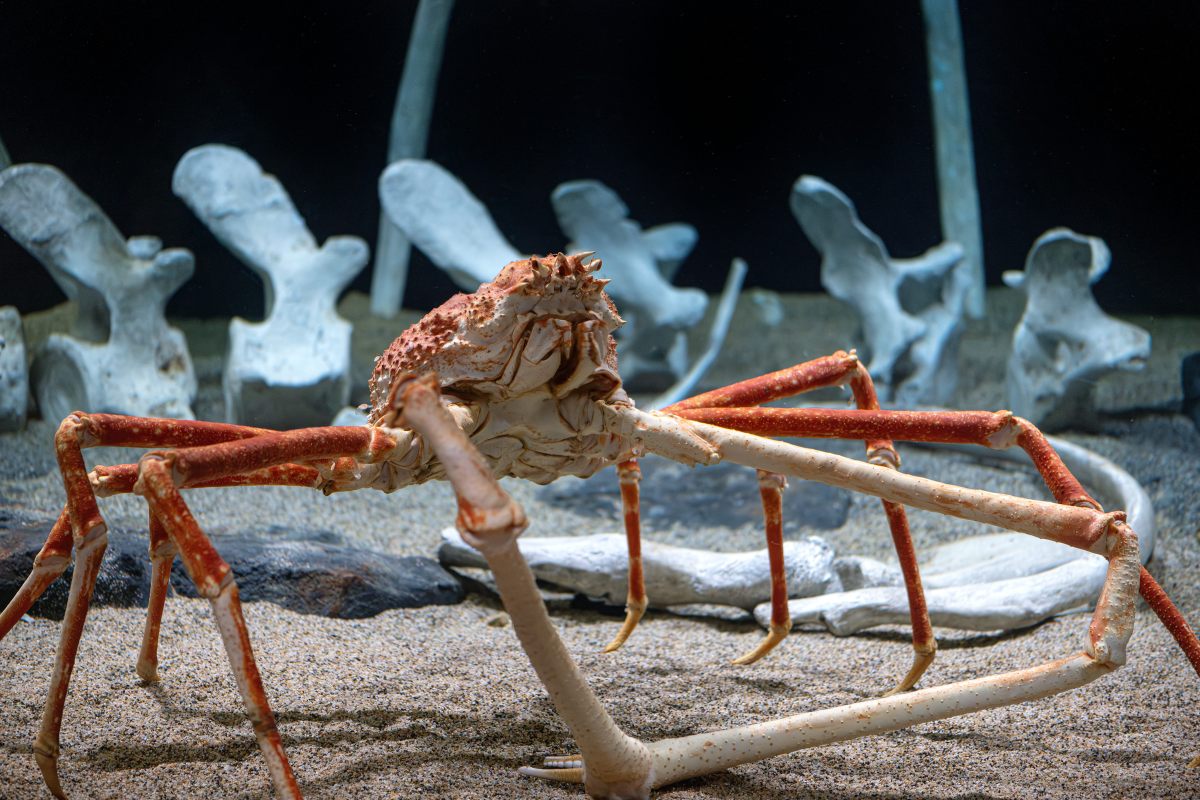 Un cangrejo araña japonés (Macrocheira kaempferi) descansa en el fondo del océano eclipsado por un esqueleto de ballena en la exhibición Into the Deep/En lo Profundo. 