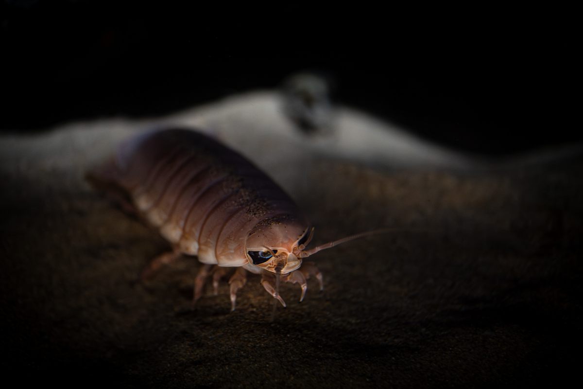 Un isópodo gigante (Bathynomus doederleinii) deambula por el fondo del mar en busca de restos biológicos para alimentarse. 