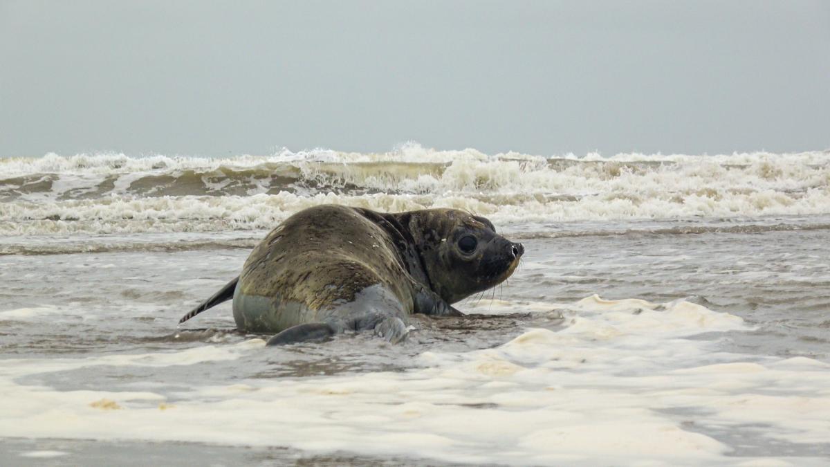 Foto Prensa Mundo Marino