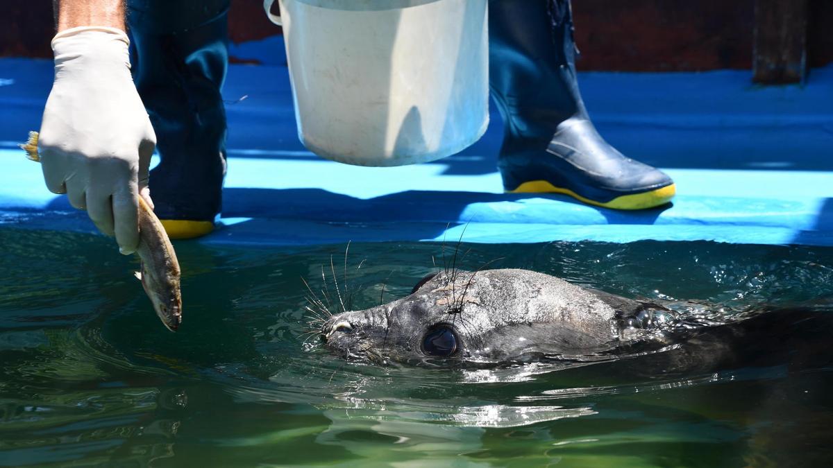 Foto Prensa Mundo Marino