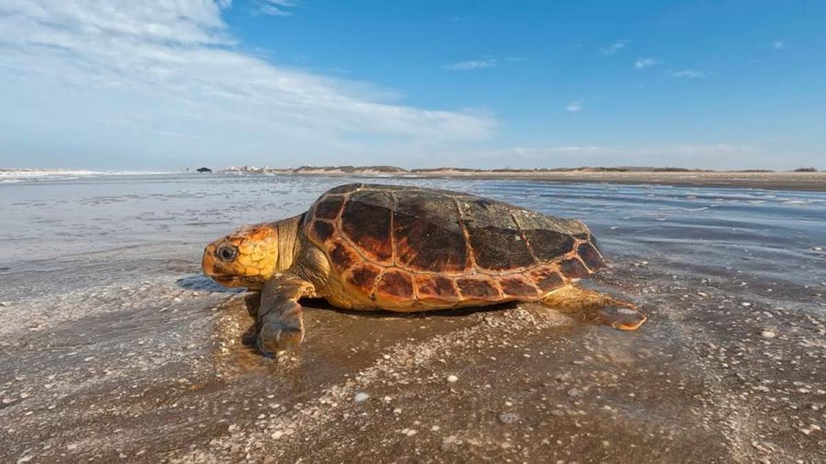 Tortugas y lobos marinos suelen aparecer en las playas Foto Fundacin Mundo Marino 