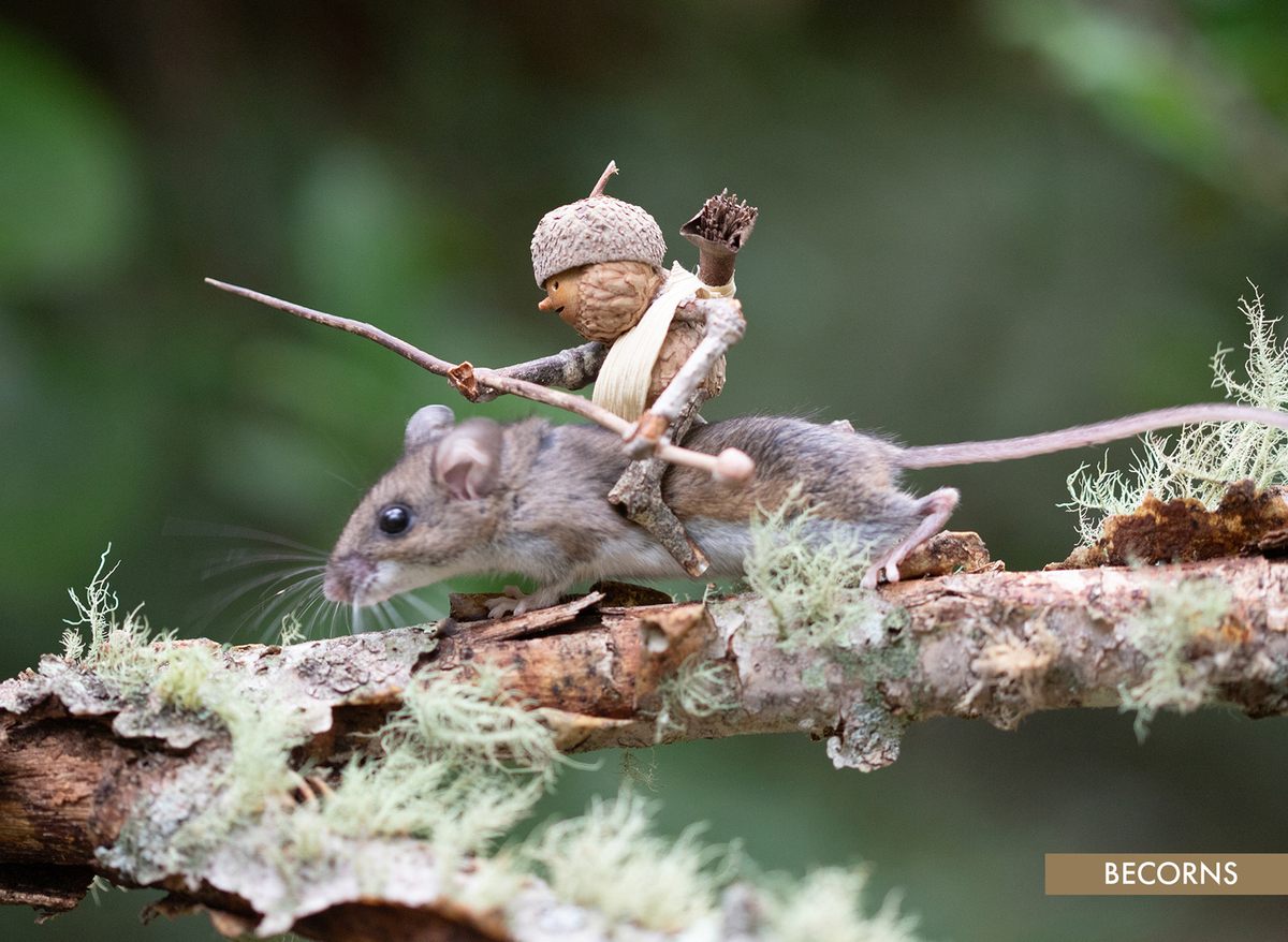 Los animales interactúan con los Becorns de formas sorprendentes.