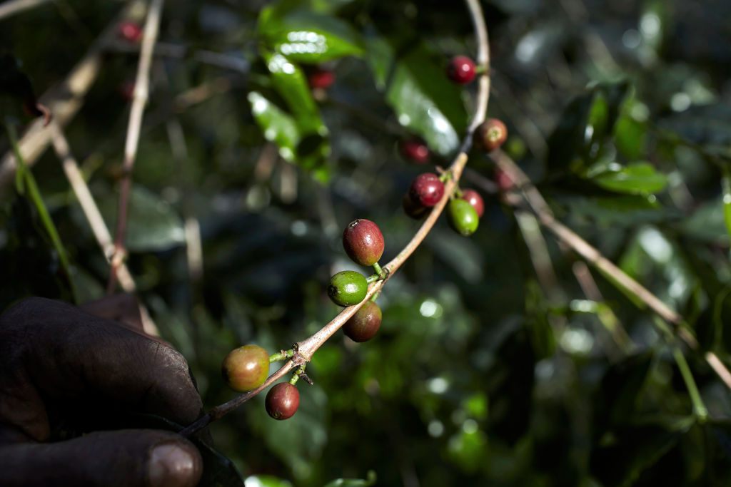 Los cafetos silvestres todavía crecen en los bosques y granjas de Bonga. 