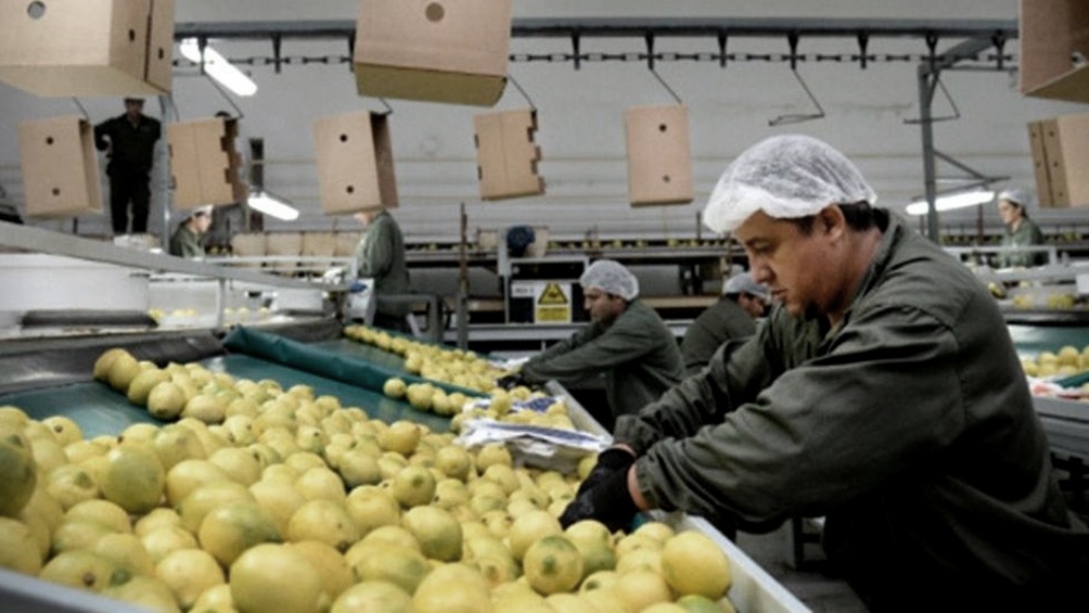 Los productores de limones piden estar eximidos Foto archivo 