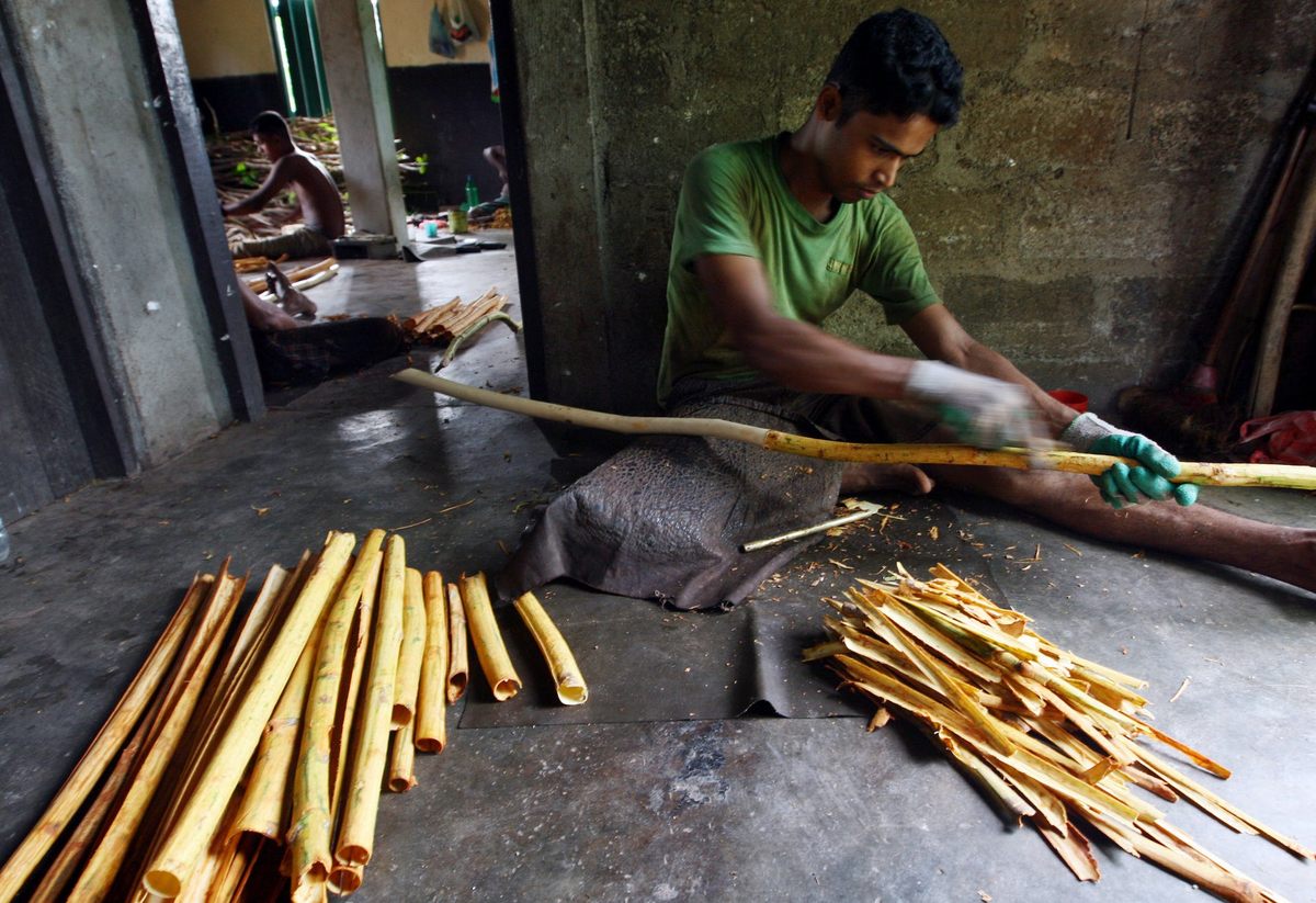 Un agricultor de Sri Lanka pela ramas de canela recién cosechadas.  Sri Lanka es el mayor exportador mundial de canela y es responsable del 80 por ciento de la producción.