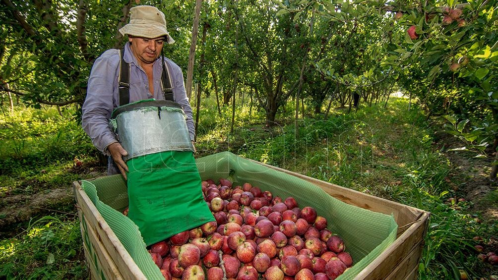 Nuevo calendario oficial de cosecha para las distintas variedades de manzanas y peras