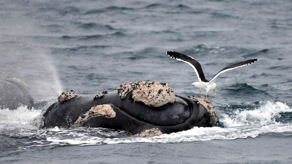 Las gaviotas acosan a las ballenas en la Pennsula Valds