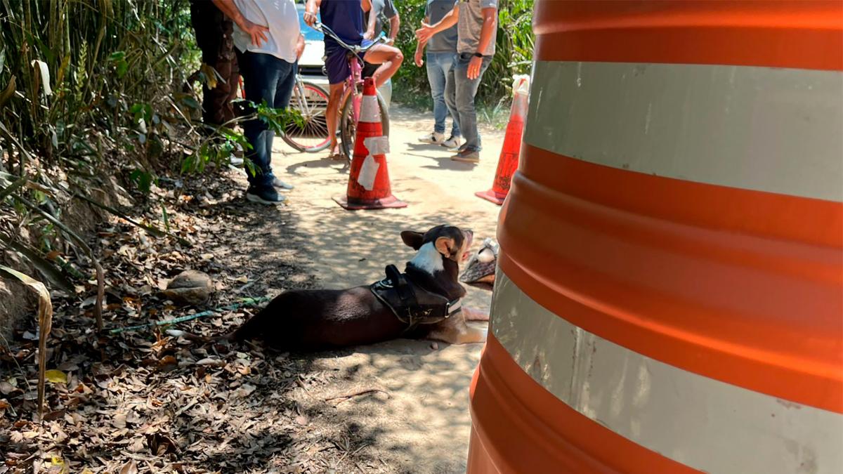 El perro de Aranguren Tronco se qued junto al cuerpo mientras que se realizaban los peritajes en la escena del crimen Foto Fuentes de la investigacin