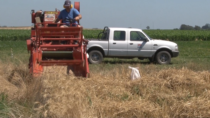 Los productores de trigo esperan un fuerte crecimiento en la cosecha de este ao gracias a las precipitaciones de las ltimas semanas en casi todo el pas