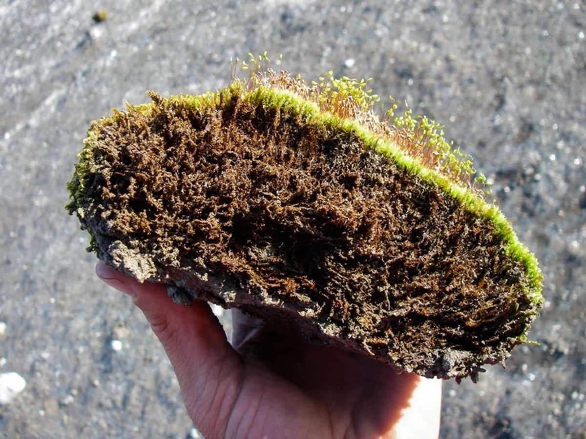 Las bolas de musgo de los glaciares no contienen tierra ni rocas grandes, sino que son almohadas sólidas de musgo que se forman alrededor del polvo o un guijarro, que a veces es expulsado. 