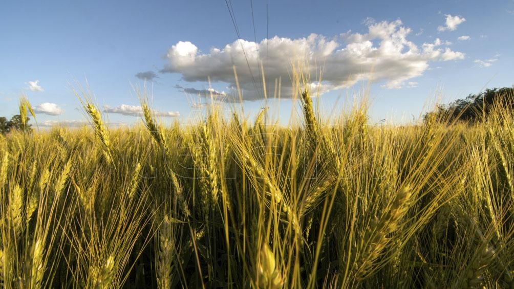 Pino inst a una gestin que le saque el pie de encima al sector agropecuario Foto Archivo