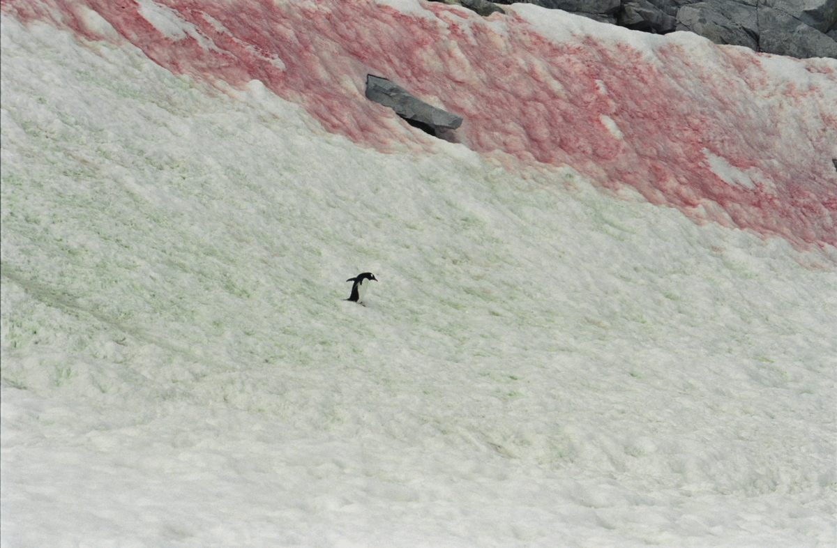 Las flores de algas de nieve pueden ser rojas o verdes.