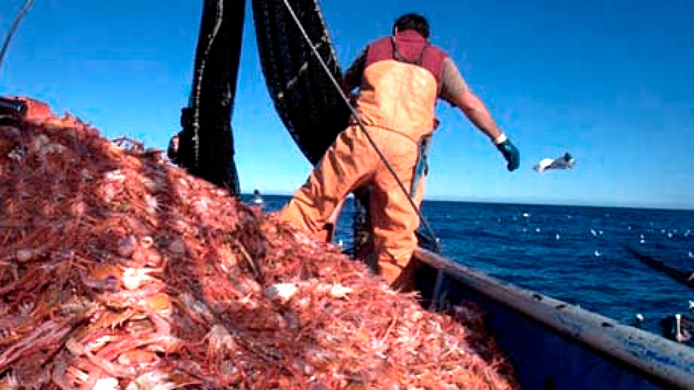 Los barcos permanecen con las bodegas completas con langostinos por la medida gremial