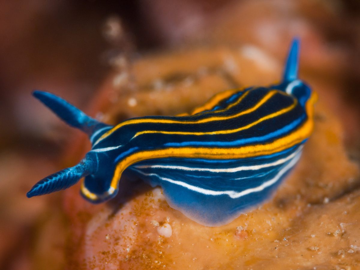 El nudibranquio mediterráneo, una especie de babosa marina.