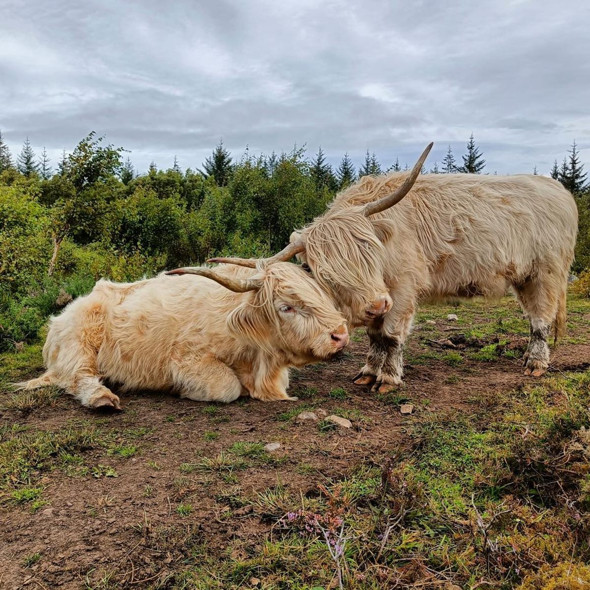 Las vacas de las tierras altas pueden venir en una variedad de colores.  Si bien el color rojo miel es quizás el más conocido, las vacas de las Highlands también pueden ser negras, pardas, pardas plateadas, amarillas, atigradas y blancas.  Pero las vacas blancas de las Highlands (como la pareja aquí) son más raras.