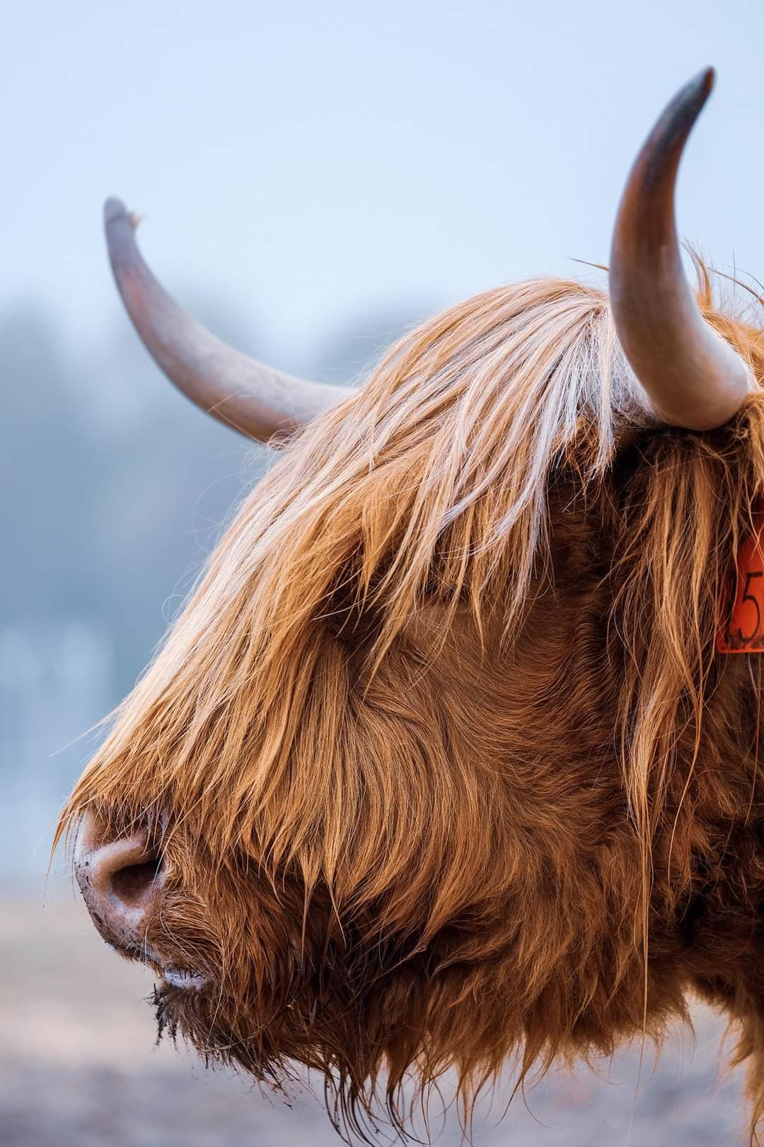 El ganado de raza tradicional de Culloden es la misma especie que tradicionalmente ha pastado en las turberas de Escocia durante siglos.